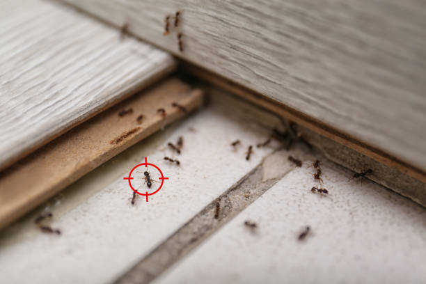 Best Affordable Pest Control Services  in Lakemore, OH